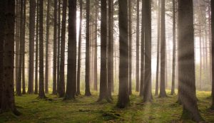 触感细腻而松软，每一步都陷下浅浅的脚印